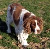 EnglishSpringerSpaniel1multipartxF8FF2IMG0124Copy.jpg