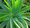 aloeveraplant.jpg