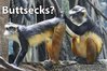 Buttsecks-monkeys.jpg