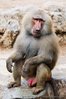 Baboons -009.jpg