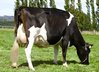friesian Cow.jpg
