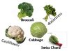 cruciferous-veggies.jpg cruciferous-veggies.jpg