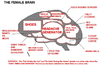 the female brain.png