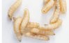 close-up-photo-of-maggots.jpg close-up-photo-of-maggots.jpg