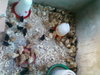 Chicks2.jpg