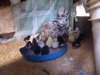 Chicken nursery 3.JPG