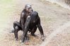 bonobos.jpg bonobos.jpg