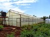 Greenhouse-11.jpg