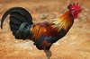 rooster[1].jpg