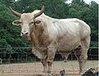 120px-Brahman2644.JPG