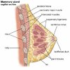 Stimulation-Of-Mammary-Glands.jpg