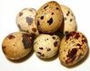 quail eggs.jpg