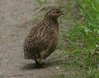 quail12.jpg