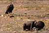 Kevin Carter's Pulitzer Prize-winning photograph.jpg