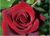 black-magic-rose-flower.jpg