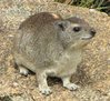 rock hyrax.jpg