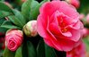 Camellia-trees-font-b-beautiful-b-font-flowers-to-decorate-the-font-b-garden-b-font.jpg