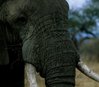 Elephant_mugshot-500x439.jpg Elephant_mugshot-500x439.jpg