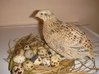 Quail-eggs-and-bird.jpg