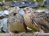 japanese-quail-5243d50501624.JPG