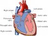 heart chambers and valve.jpg