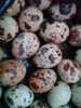 QUAIL EGGS.jpg