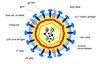 hiv-virus-structure-anatomy-picture-reference.jpg
