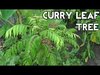 Curry Leaf Tree..jpg