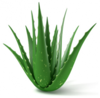 IQF-Aloe-Vera-02-300x294.png