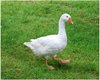 goose.jpg