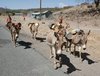 DONKEYS-BARABARANI.jpg