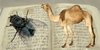 fly-wings-camel-urine.jpg