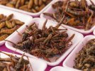 edible-insects.jpg