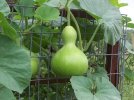 giant-bottle-gourd-lagenaria-leucantha-var-gourda-for-ornamental-use-only-4_268a6031-59c2-4928...jpg