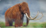 mamoth.JPG