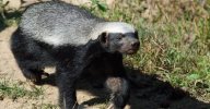 Animals-With-the-Toughest-Skin-Honey-Badger-768x401.jpg