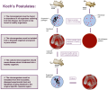 2000px-Koch's_Postulates.svg.png