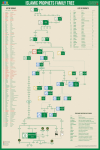 islamic-family-tree_.png