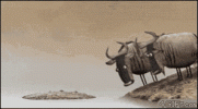 wildebeest-poke.gif