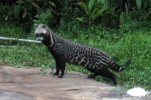 Civet.jpeg