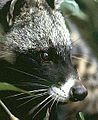 98px-African_civet.jpg
