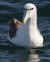 500px-070226_Shy_mollymawk_off_Kaikoura_2.jpg