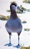 Black_footed_albatross.jpg