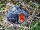 440px-Cuculus_canorus_chick1.jpeg