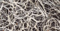 mycelium_mycelial_network-4185059846.jpg