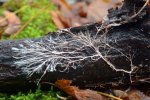 root-fungi-1024x683-731108629.jpg