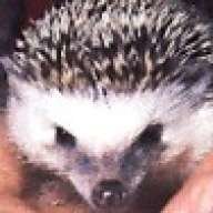 Hedge-hog