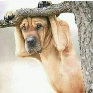 Yudatade Edesi Shayo