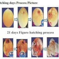 KANA KANSUNGU UMWELU