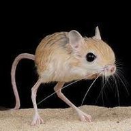 Kijana_Mstaarabu